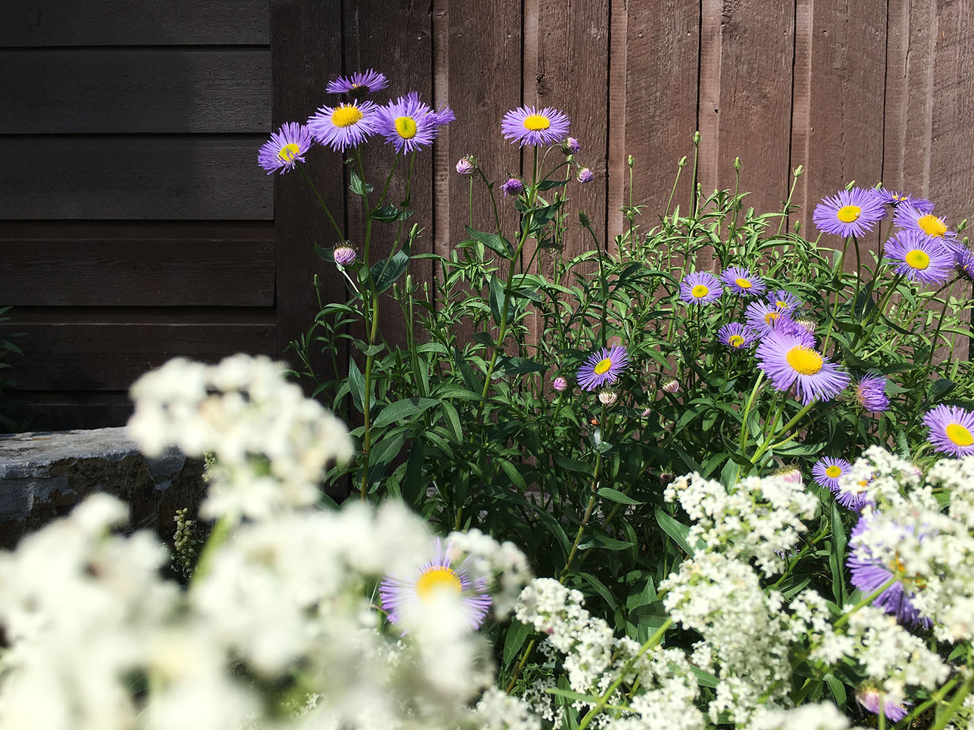 Center for Native Plants – Wild. Local. Beautiful