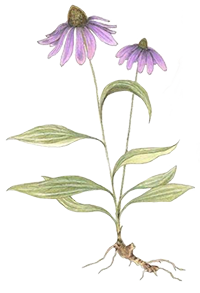 echinacea-painting-crop