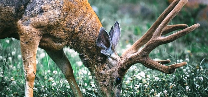 deer-eating-plants