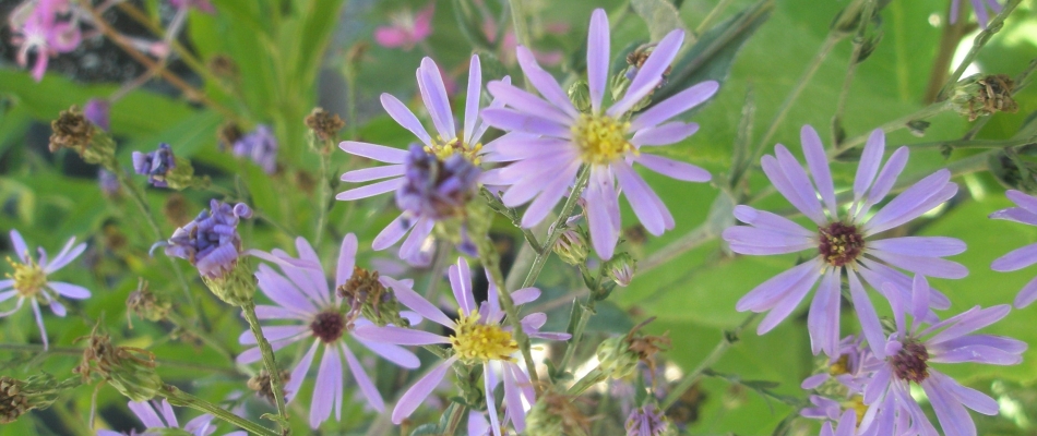 Showy Aster