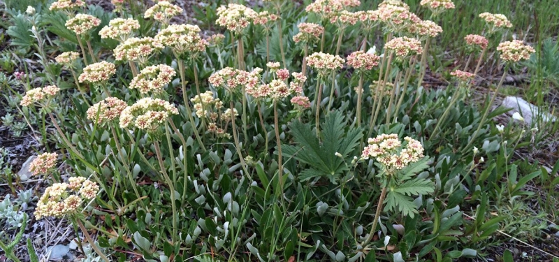 Buckwheat, Parsnip-flowered (Eriogonum heracleoides)
