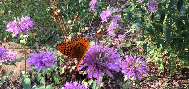 Beebalm Beebalm